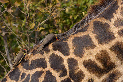红嘴牛椋鸟,挑选,长颈鹿,共生现象,南卢安瓜国家公园,赞比亚,非洲