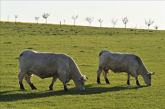 两个,夏洛莱牛,母牛,放牧,草场,巴伐利亚,德国,欧洲