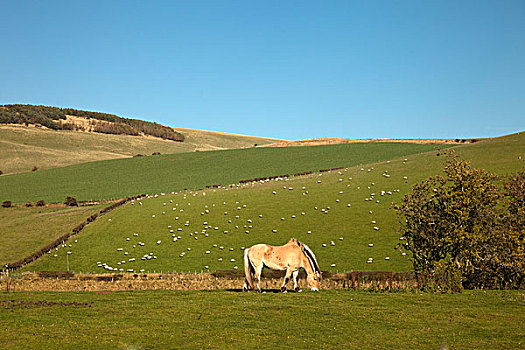 峡湾,小马,羊群,放牧,土地,诺森伯兰郡,英格兰