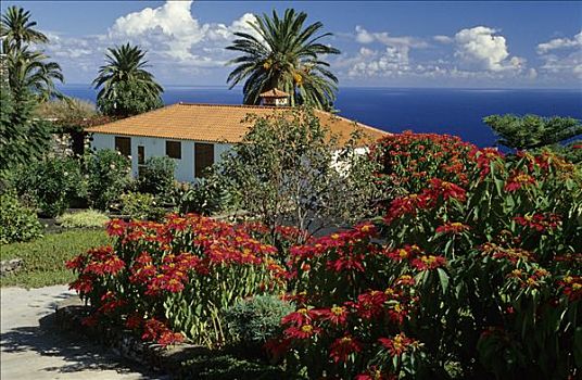 自然风光,房子,盛开,一品红,帕尔玛,加纳利群岛,西班牙