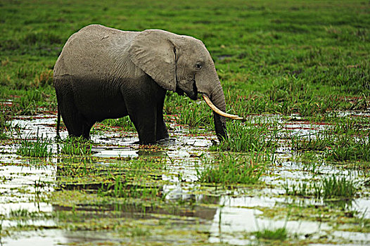 肯尼亚,安伯塞利国家公园,大象,湿,草地,多云,天气