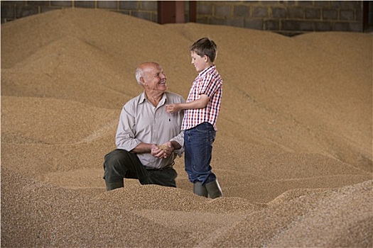 农民,孙子,手捧,小麦作物,谷物,堆积