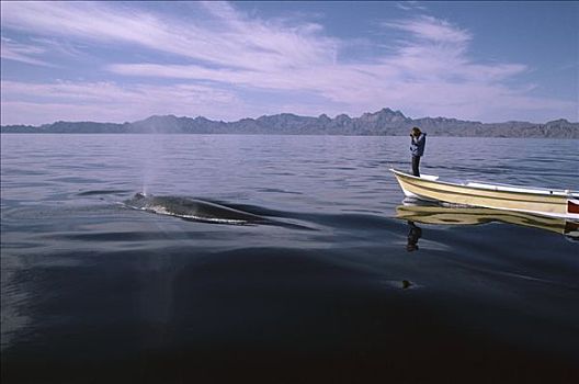 蓝鲸,研究人员,摄影,鲸,靠近,洛雷托,北下加利福尼亚州,墨西哥