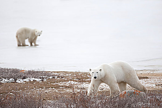 北极熊,凝视,走,冰冻,苔原,丘吉尔市,曼尼托巴,加拿大
