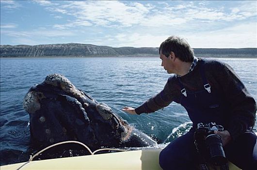 研究人员,宠物,南露脊鲸,瓦尔德斯半岛,阿根廷