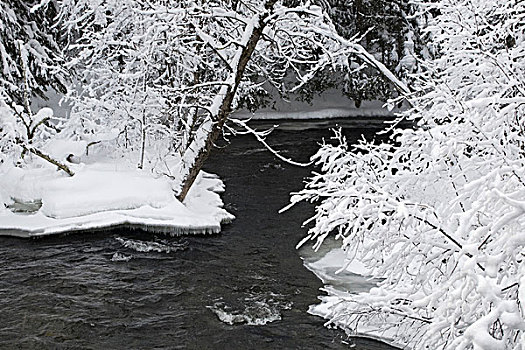 溪流,冬天,加拿大