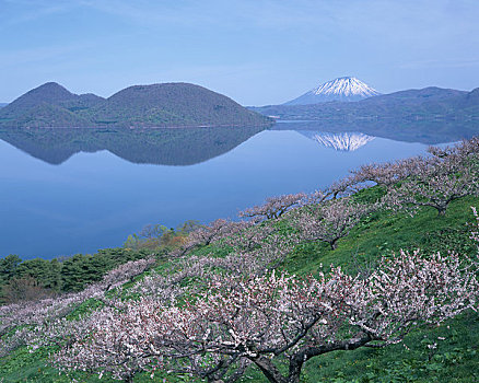 湖,李子,花园