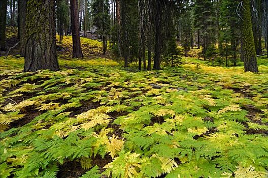 密集,蕨类,矮树丛,林中地面,红杉国家公园,加利福尼亚,美国