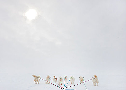 雪橇狗,拉拽,雪撬,加拿大