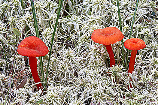蘑菇,乔治亚湾,安大略省