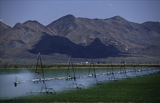 美国,亚利桑那,灌溉,农场,亚利桑那州南部