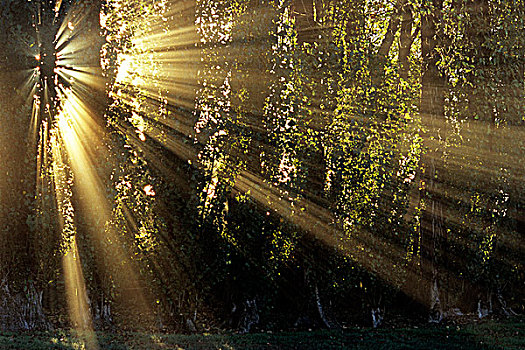 光线,神,光照,树,日出,湖,地方公园,不列颠哥伦比亚省,加拿大
