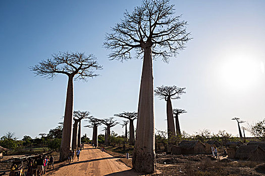 道路,猴面包树,小路,穆龙达瓦,马达加斯加,非洲