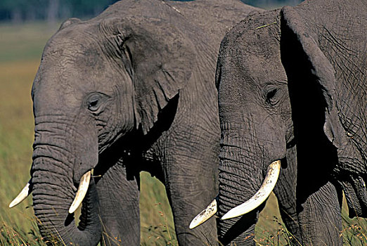 肯尼亚,马赛马拉,草地,大象,雄性动物,雄性