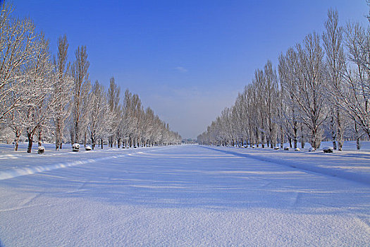 杨树,树林,冬天