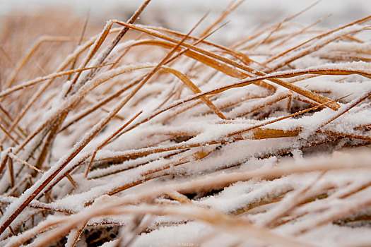 雪,枯草