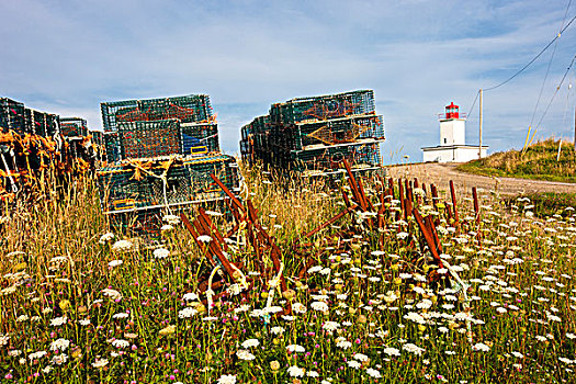 野花,捕虾器,灯塔,新斯科舍省,加拿大
