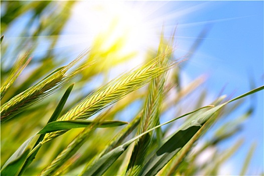 小麦,丰收,蓝色背景,天空,太阳
