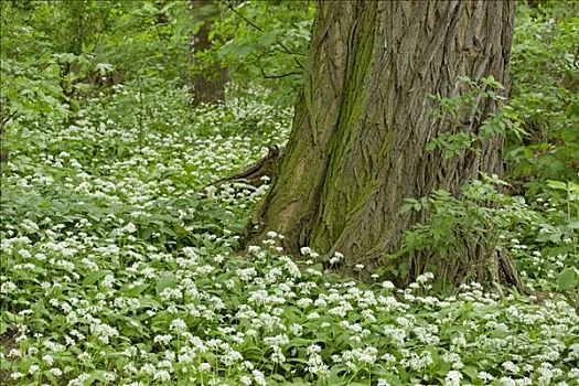 木头,花,韭葱,靠近,下奥地利州,奥地利