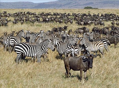大,牧群,角马,斑马,迁徙,塞伦盖蒂,马塞马拉野生动物保护区