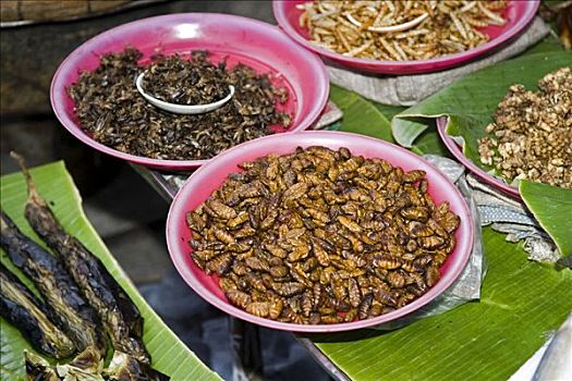 不同,昆虫,出售,市场,清迈,泰国,亚洲