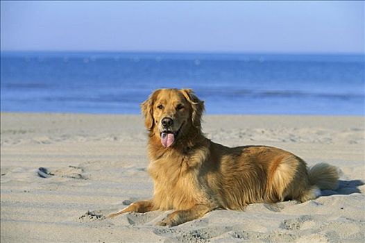 金毛猎犬,狗,成年,休息,沙子,海滩