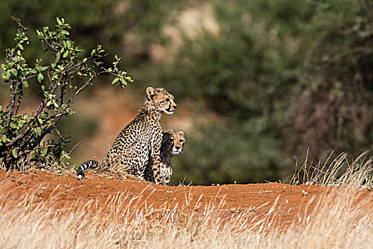 两个,印度豹,幼兽,猎豹,萨布鲁国家公园,肯尼亚,非洲
