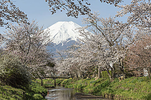 樱桃树,山,富士山,日本