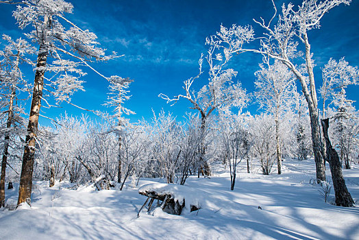 林海,雪原,大雪,雪,晨雾,雾凇,洁白,纯净,童话,梦幻,寒冷,冬天,树林,树木,吉林,天空,蓝天,玉树琼枝