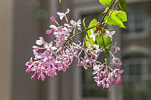 海棠花,海棠树,樱花,丁香花