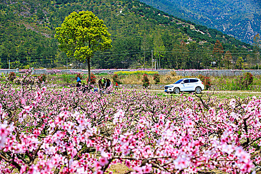 花海,乡村,游客