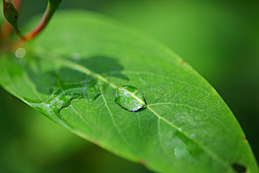 雨露