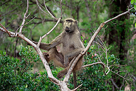 南非大狒狒,豚尾狒狒,成年,坐,树,专注,克鲁格国家公园,南非,非洲