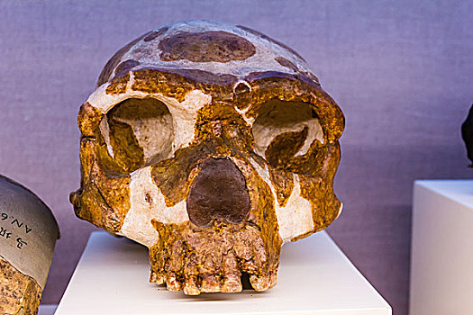 最早的人类 化石图片