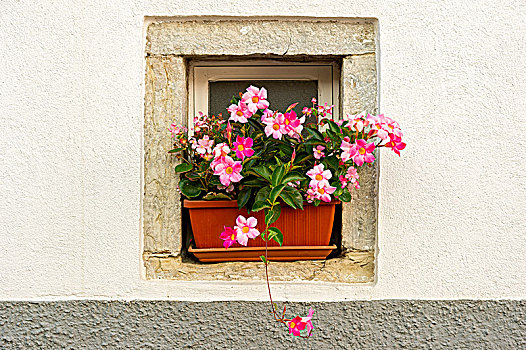 花箱,花,粉色,窗,凹室,老城,意大利,欧洲