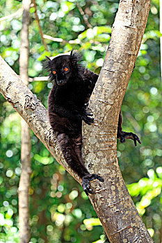 黑狐猴,成年,男性,诺西空巴,马达加斯加,非洲