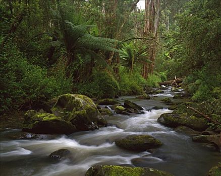 河,飘动,雨林,国家公园,澳大利亚