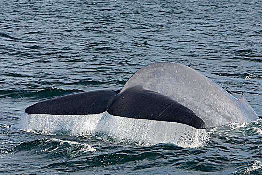 蓝鲸,科特兹海,墨西哥