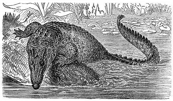 历史,图形,咸水鳄,湾鳄,19世纪
