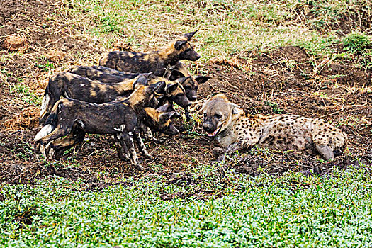 肯尼亚,野狗,僵持,斑鬣狗