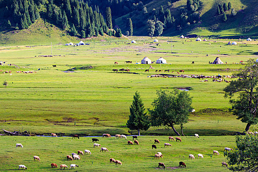 牧场,羊群,马,草地,绿色
