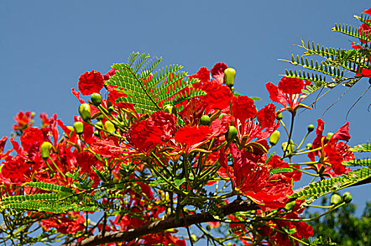 法属圭亚那,岛屿,家,流放地,彩色,开花
