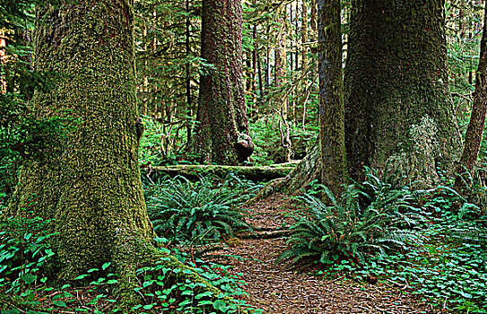 山谷,小树林,温哥华岛,不列颠哥伦比亚省,加拿大