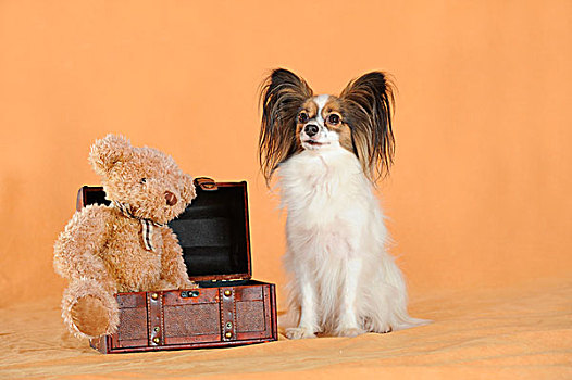 蝴蝶犬,坐,靠近,手提箱,泰迪熊