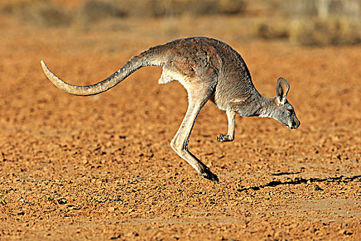 红袋鼠,成年,女性,跳跃,国家公园,新南威尔士,澳大利亚,大洋洲