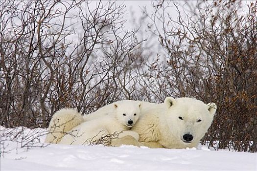 北极熊,三个,老,幼兽,搂抱,向上,母兽,柳树,脆弱,瓦普斯克国家公园,曼尼托巴,加拿大
