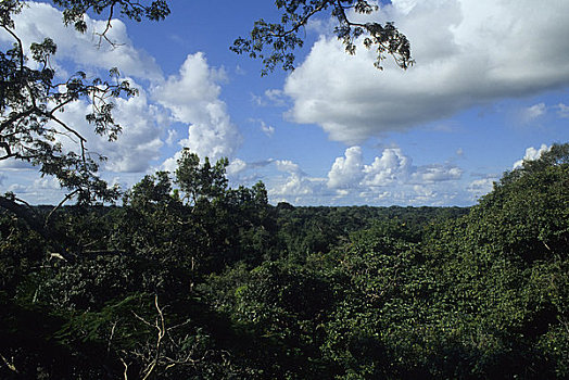 厄瓜多尔,亚马逊盆地,靠近,雨林,树