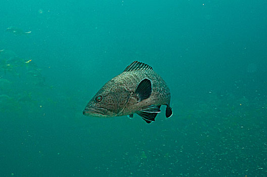 石斑鱼,加拉帕戈斯群岛,厄瓜多尔