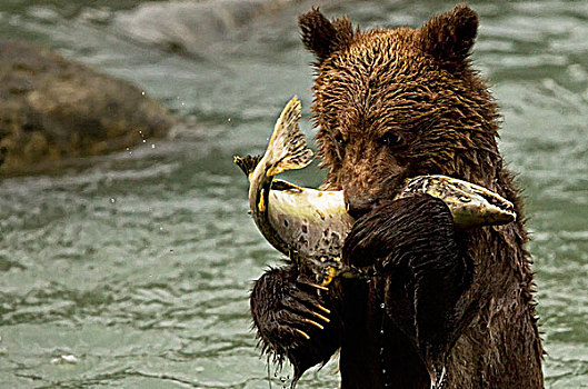 大灰熊,幼兽,吃,三文鱼,河,不列颠哥伦比亚省