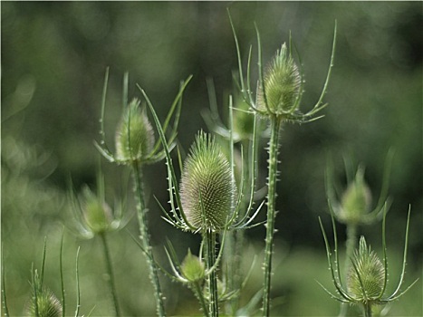 绿色,蓟属植物